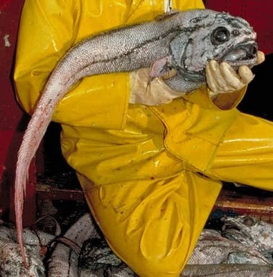 [peixe12[2].jpg]