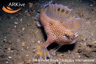 [peixe19[2].jpg]