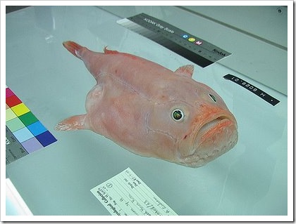 peixe20