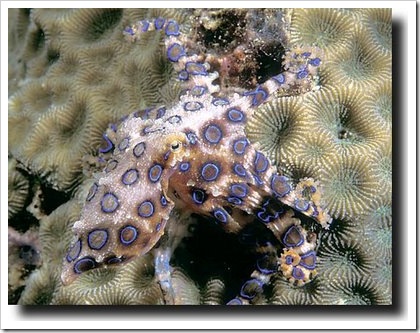 peixe22