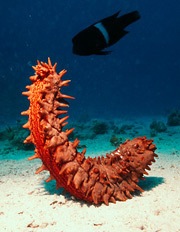 [peixe24[2].jpg]