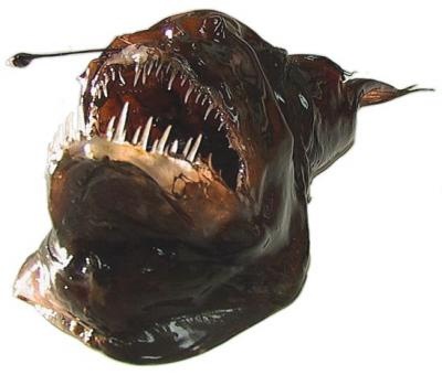[peixe27[2].jpg]