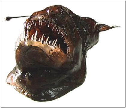 peixe27
