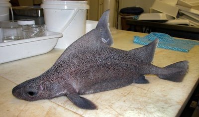 [peixe29[2].jpg]