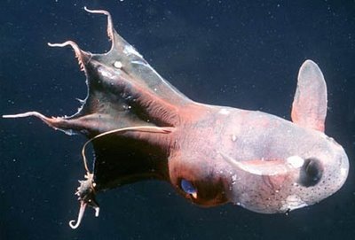 [peixe31[2].jpg]