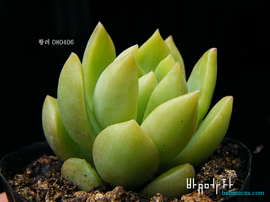 황려