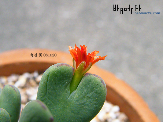 축전 꽃