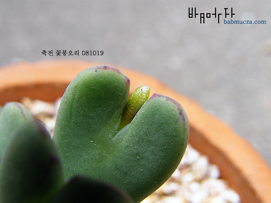 축전 꽃