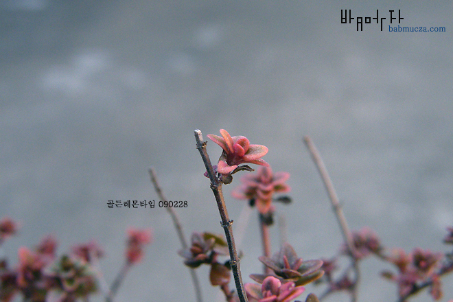 골든레몬타임