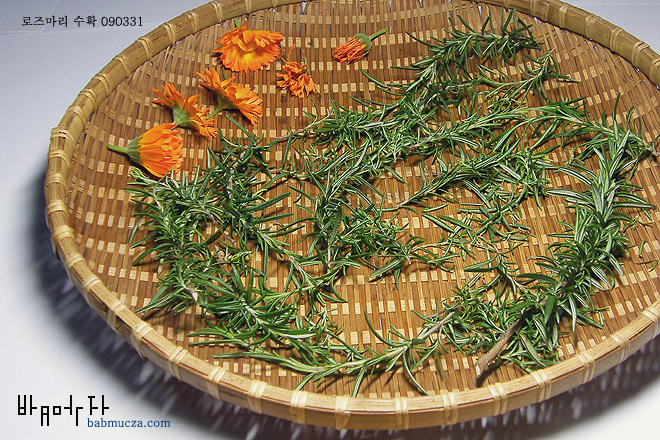 로즈마리 수확