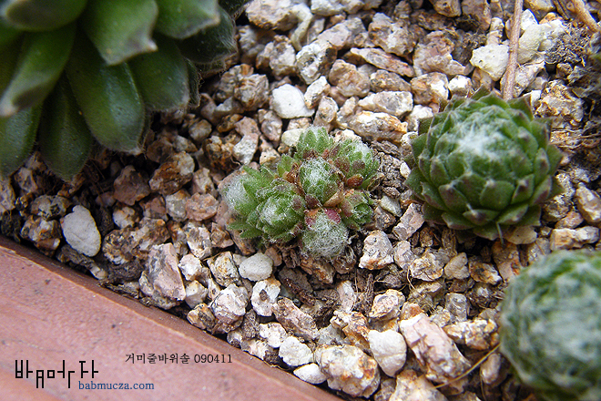 거미줄바위솔