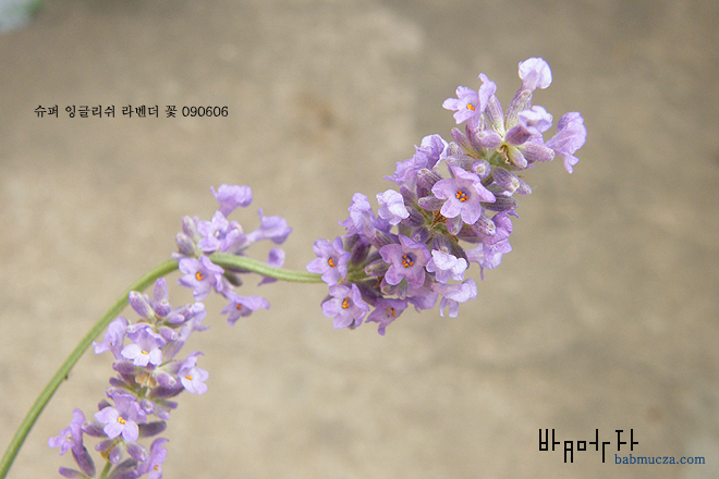 슈퍼잉글리쉬라벤더 꽃