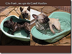 cão furo