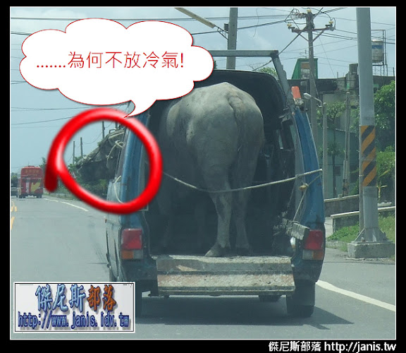 牛