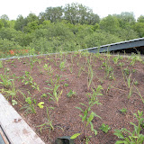 Green Roof