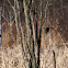 Common Grackle