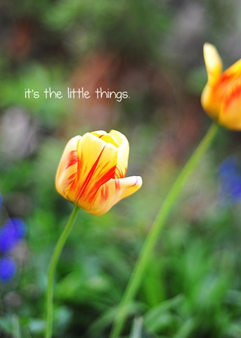 [tulip little thingsweb[4].jpg]