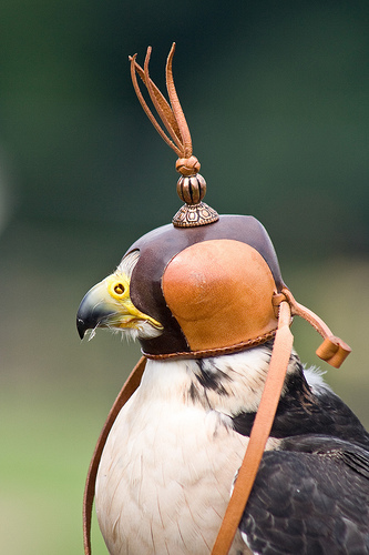 falconryhood.jpg