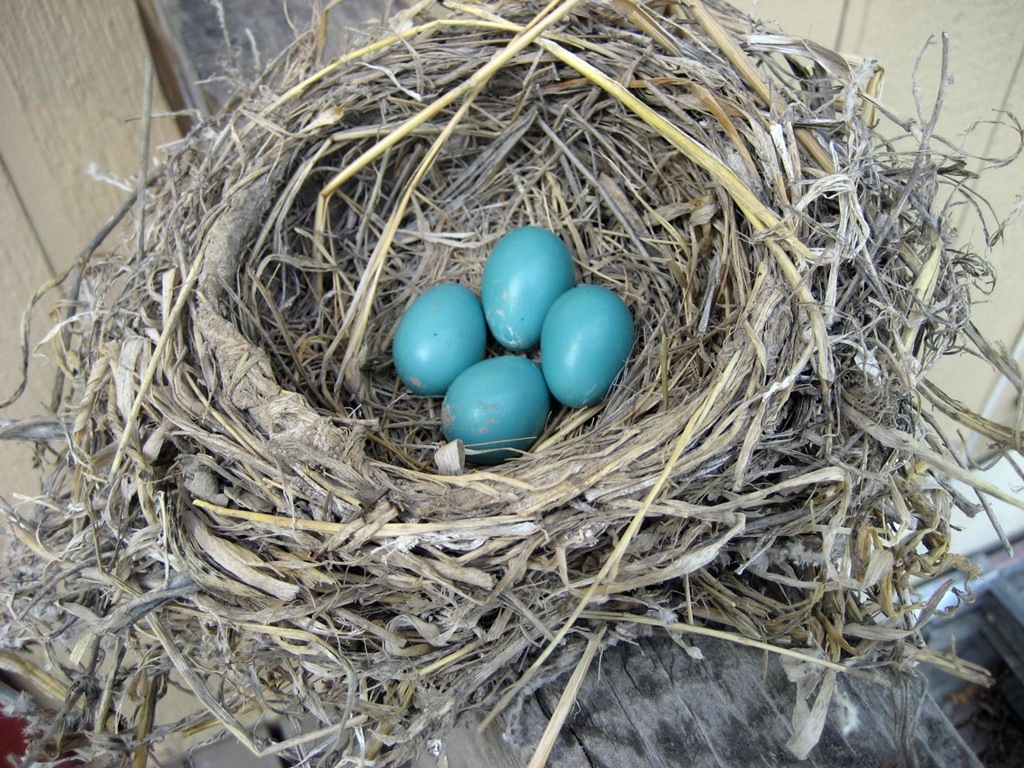 [robbin eggs[4].jpg]