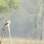 Long-tailed Shrike