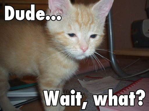 funny_cat_pictures_73.jpg