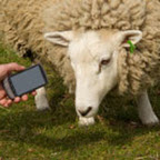 sheep.jpg