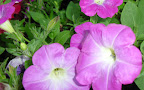 CIMG0056.jpg