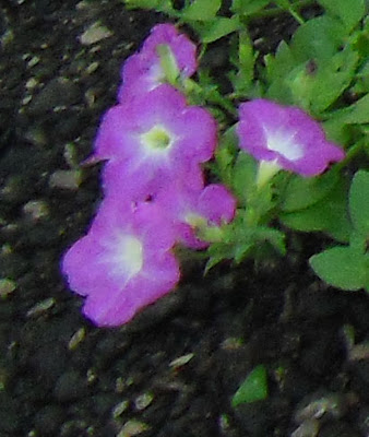 CIMG0040_1.jpg