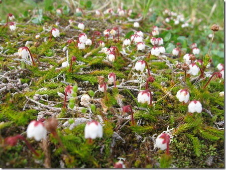 Mossljung Mossljung