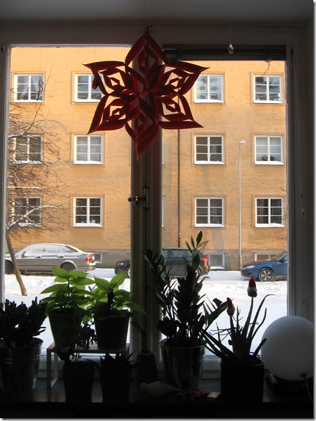 julstjärnan julstjärnan
