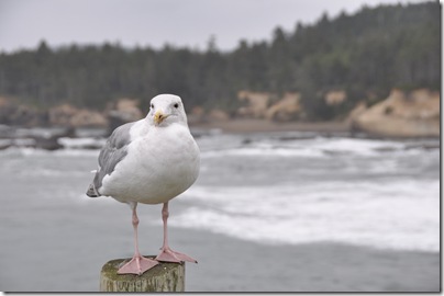 South Beach State Park, OR 066