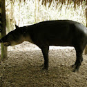 Bairds Tapir