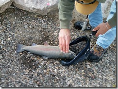 Brute Trout on Bank Brute Trout on Bank