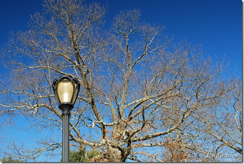 Tree & Lamp
