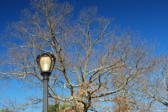 [Tree & Lamp[11].jpg]