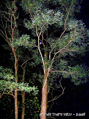 [Night Tree[17].jpg]