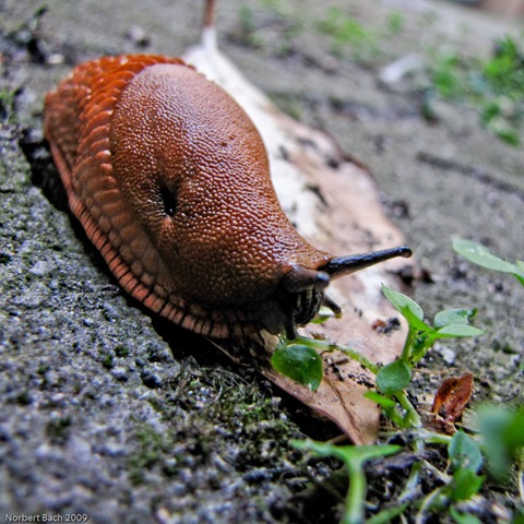[20090806-Donnerstag[2].jpg]