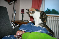 IMG_3539090612-3