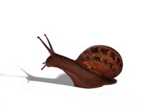 [Snail[4].jpg]