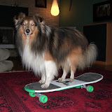 Fabi på skateboard.... Han var ikke så stolt, når det bevægede sig...