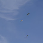 PICT1398.JPG