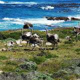  &ndash; Wild Ostrich fight &ndash; 03-Oct-2009
