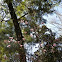 Pink Magnolia trees
