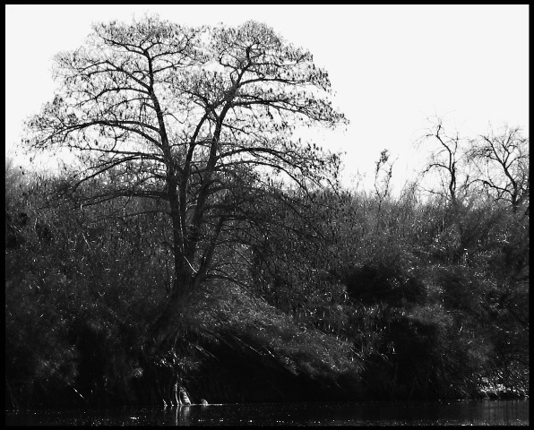 [mexicancypress0542.jpg]