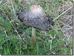 white mushroom after maturity