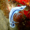 Nudibranch Chromodoris willani