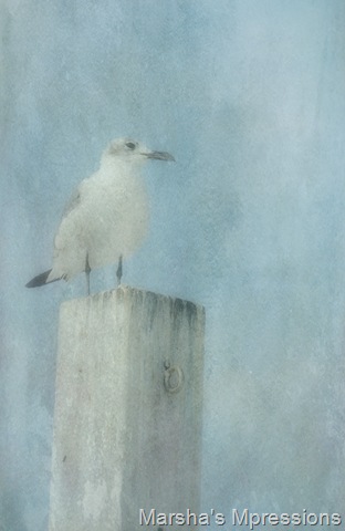 [sea gull on a post[7].jpg]