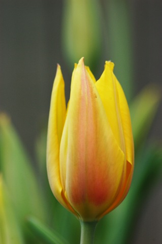 [tulip close up[4].jpg]