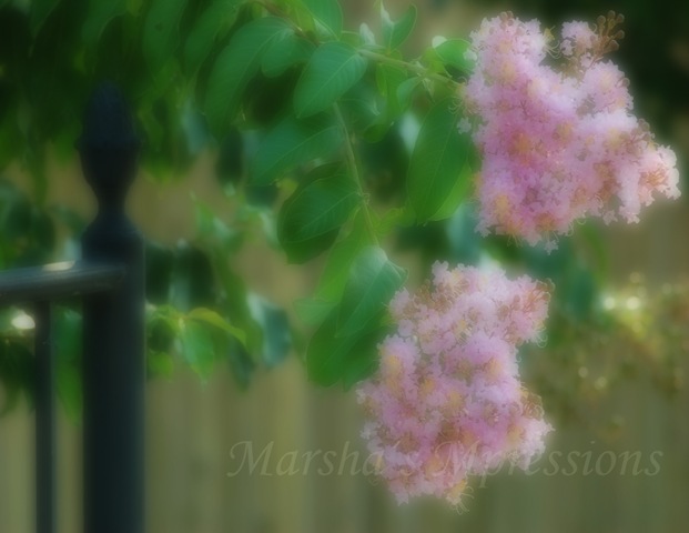 [pink crepe myrtle blurred copy w watermark[4].jpg]