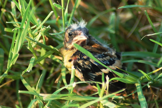 [bird in the grass[4].jpg]